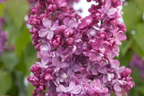 Lilas commun 'Prince Wolkonsky'