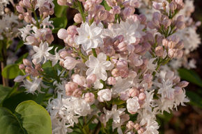Lilas commun 'Beauty of Moscow' ('Belle de Moscou') - plante XXL