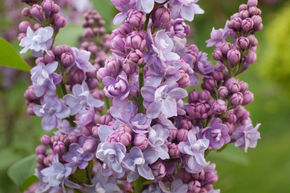 Syringa, lilas noble Victor Lemoine
