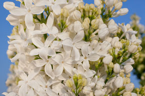 Syringa, lilas � fleurs de jacinthe Angel White