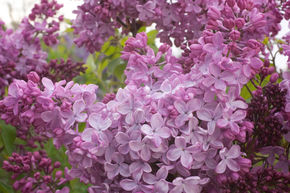 Syringa, lilas � fleurs de jacinthe Esther Staley