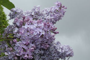 Syringa, lilas � fleurs de jacinthe Lavender Lady