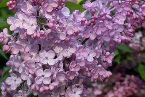 Syringa, lilas � fleurs de jacinthe Rose rouge