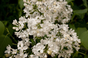 Syringa, lilas jacinthe Blanche-Neige