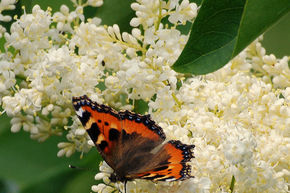 Syringa, lilas japonais City of Toronto