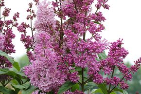 Syringa, lilas du Canada Minuet