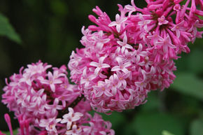 Syringa, lilas canadien Miss Canada