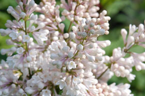 Syringa, lilas du Canada Miss USA�