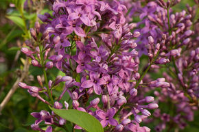 Syringa, lilas royal 'Saugeana'