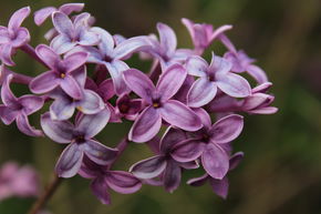 Syringa, lilas royal 'Saugeana' - Tige
