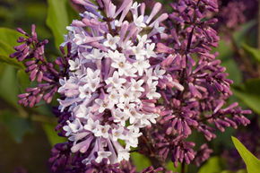 Syringa, lilas cor�en Miss Kim
