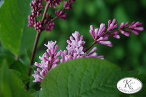 Syringa, lilas perle