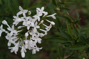 Syringa, lilas � petites fleurs, lilas de Perse 'Alba' - Tige
