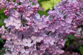 Lot de lilas 'Lange-Bl�tezeit'