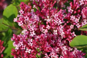 Lot de lilas 'Lange-Bl�tezeit' dans les tons roses
