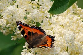 Lot de lilas 'Lange-Bl�tezeit' dans les tons blancs et roses