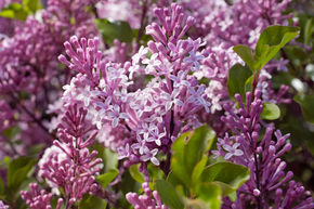 Lilas nain de Cor�e, Syringa 'Palibin'