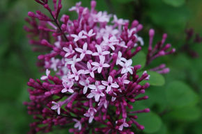 Syringa, lilas nain Prince Charmant™