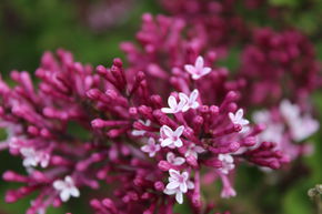 Syringa, lilas nain Red Pixie