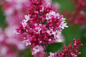 Syringa, lilas nain Superba