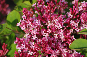 Syringa, lilas nain Tinkerbelle�