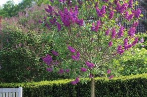 Syringa, lilas noble souvenir de Ludwig Sp�th - Tige