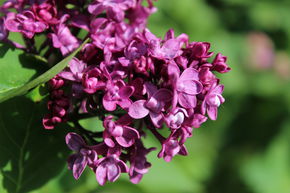 Syringa, lilas noble Charles Joly - Tige