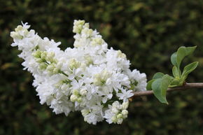 Syringa, lilas-vert Mme Lemoine - Tige