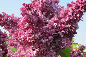 Syringa, lilas � fleurs Mme Edward Harding - Tige