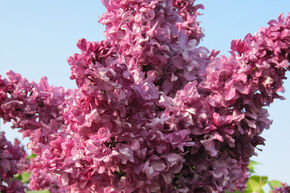 Lilas commun 'Mrs. Edward Harding'