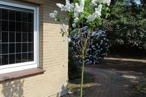 Syringa, Lilas-tige, lilas-roi Souvenir d'Alice Harding - Tige
