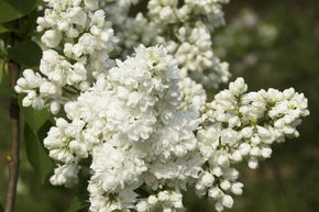 Lilas commun 'Souvenir d'Alice Harding' - plante XXL