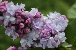 Lilas � fleurs, lilas Victor Lemoine - Tige