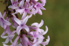 Syringa, lilas afghan, tige
