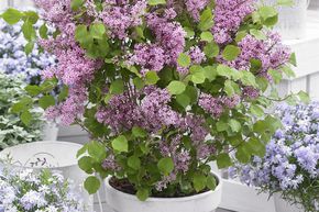 Lilas � fleurs, lilas nain 'Flowerfesta� Pink' - Tige