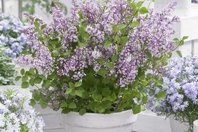 Syringa, lilas � fleurs, lilas nain 'Flowerfesta� Purple' - Tige