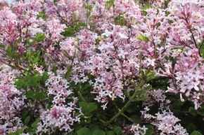 Syringa, lilas nain Palibin - Tige