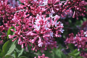Syringa, lilas nain Superba - Tige