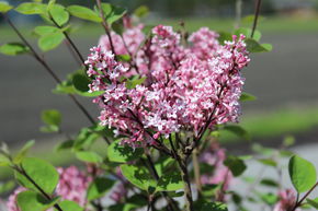 Syringa, lilas nain Tinkerbelle� - Tige
