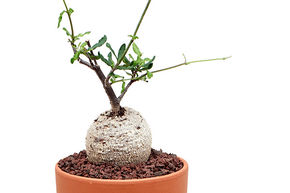 Caudex verruqueux