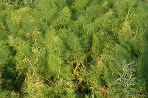 Fenouil