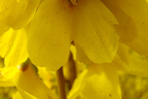 Forsythia 'Weekend'� - plante XXL