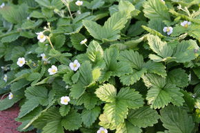 Fraisier 'Alexandria'