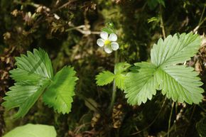 Fraise des bois