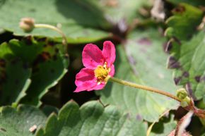 Fraise d�corative 'Lipstick'