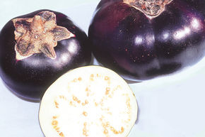 Aubergine de pleine terre Obsidian