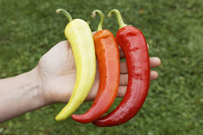 Poivron de plein champ 'Sweet Banana' (semences) BIO