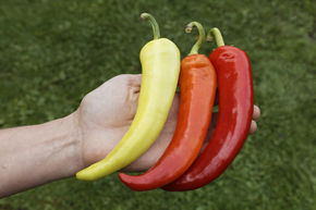 Poivron de plein champ 'Sweet Banana'