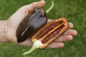 Poivron de plein champ 'Sweet Chocolate'