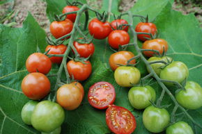 Tomate de plein champ 'Primabella'